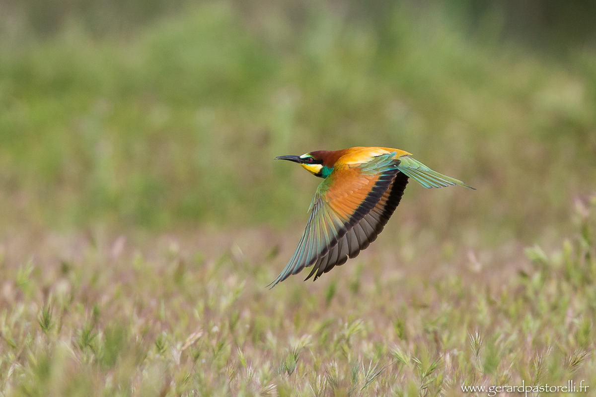 Bee eater 93